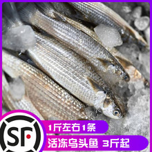 十里馋福建海捕乌头鱼鲜活冷冻海鲜水产酸菜鱼梭鱼乌鱼鲻鱼新鲜顺