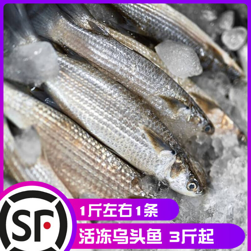 十里馋福建海捕乌头鱼鲜活冷冻海鲜水产酸菜鱼梭鱼乌鱼鲻鱼新鲜顺