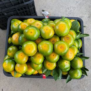 �۽۟o�ѱ�Ƥ�|��������Ϙ������r��ֱ�l�������r�۽�