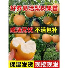 ��������������޽�ͥԺ�����ϱ��ļ��Nֲ�ش��͟��ͺ�����Y��