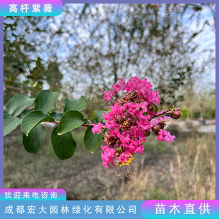 �ߗU��ޱ�乫�@�G���е��仨���LҎģ�Rȫ����ֱ�l