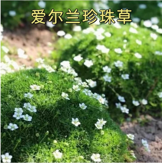 Ирландская жемчужная трава, ландшафт двора, зеленение круглый год, вечнозеленый газон, цветущий, морозостойкий и засухоустойчивый многолетник, многолетник