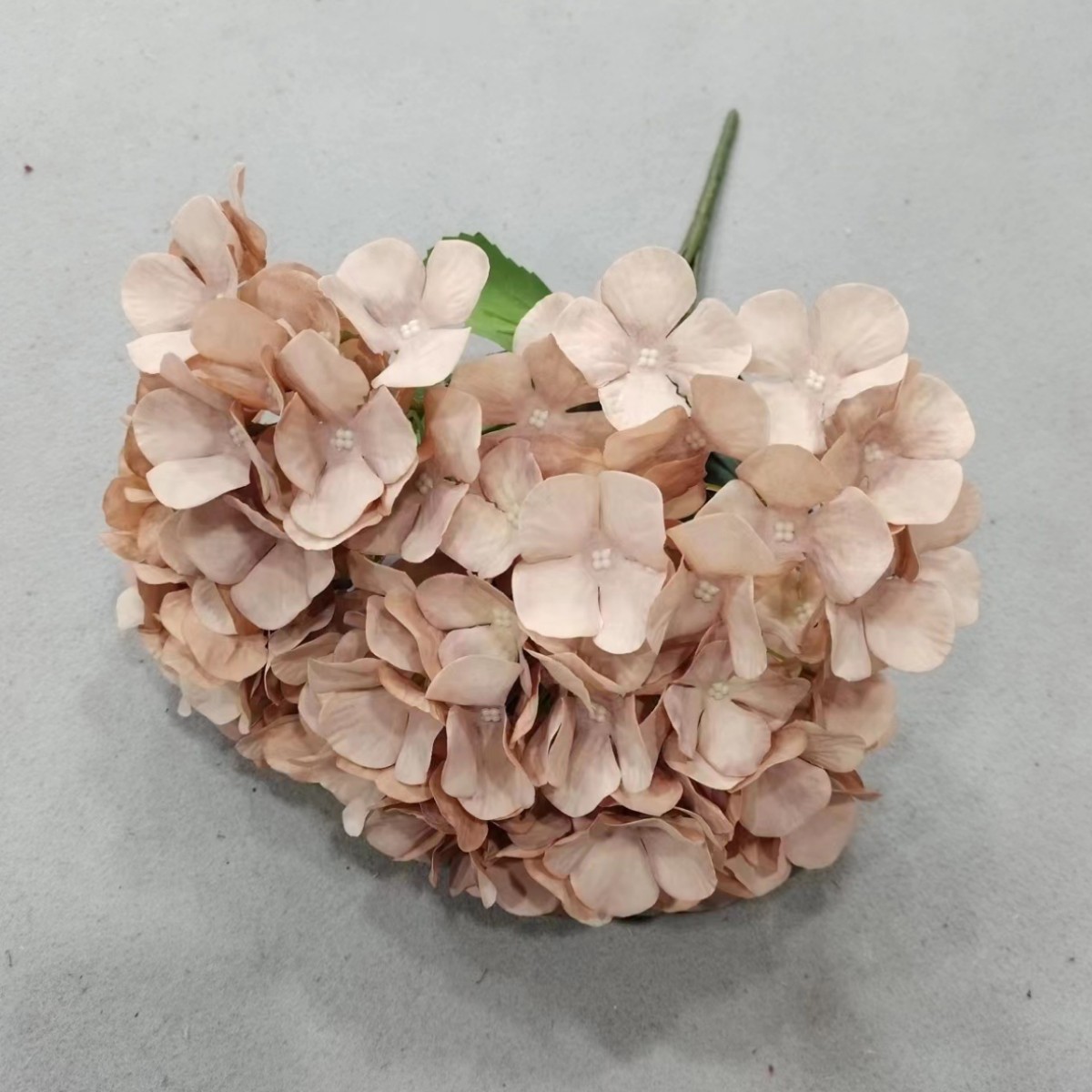 5 têtes d'hortensia enduites, brun clair