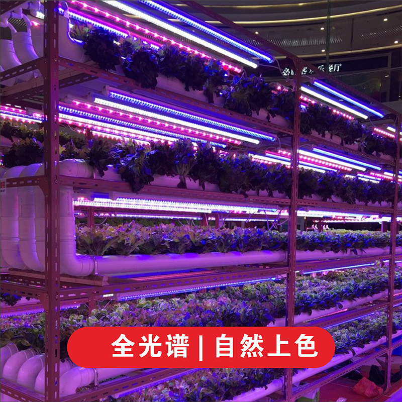 LED plant lamp