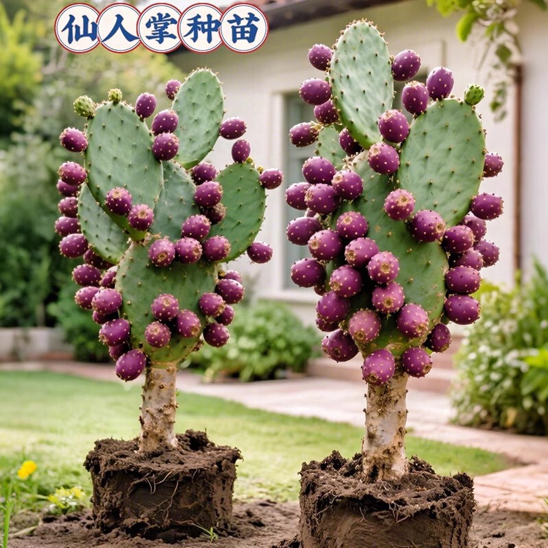 Blooming and Fruit-Bearing Edible Cactus, Tiger Head Cactus, Heat-Resistant, Cold-Resistant, Drought-Tolerant, Easy to Maintain, Suitable for Outdoor Use and Can Survive the Winter