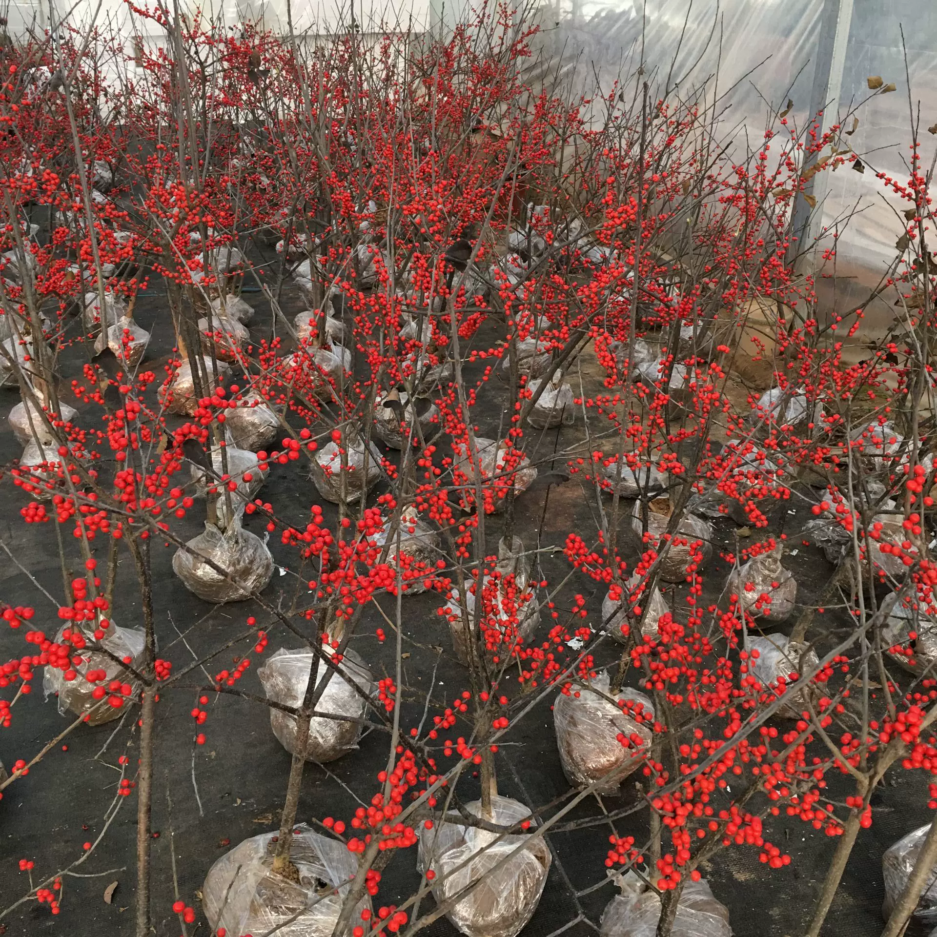 北美冬青红果盆栽地栽树苗抗寒抗冻可地栽阳台带红果盆景绿植