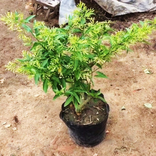 ����ҹ���㻨���������ҹ�������ԾGֲ����ֲ���҃Ȼ��箔���_��