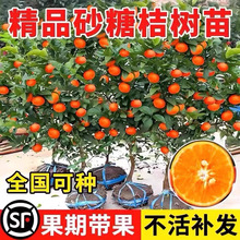 ɳ�ǽ��� ɰ�������� �o���۽��� ɳ�ǽ����� �̽����ָ̼t������