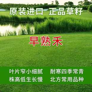 Bentgrass Seeds, Lawn Seeds, Evergreen Bentgrass Seeds, Courtyard House Greening, Low and Resistant to Trampling, All Year Round