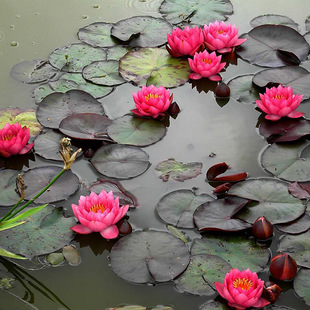 ˮ��ֲ��С˯ɏ���Ԏ�ѿ���K��ɏˮ�������ļ����B�~�׳����B�o