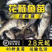 �����~����^�~���I�~�������^�I�~�����^�~������~����S���]