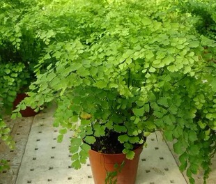 Green Plants and Florals, Shade-Tolerant Hydroponic Maidenhair Fern, Potted Maidenhair Fern, Perennial Evergreen Herb, Foliage, Green Plants with Soil