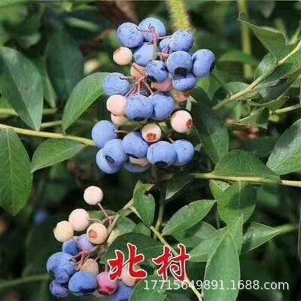 Рассада фруктовых деревьев в горшке Duke Blueberry Рассада Lexi Blueberry Рассада Юг-Север Пояс Оригинальные результаты доставки почвы года