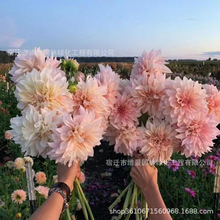 重瓣大丽花种球菊苗力巨型大理地瓜花球根种子籽庭院阳台盆栽地栽