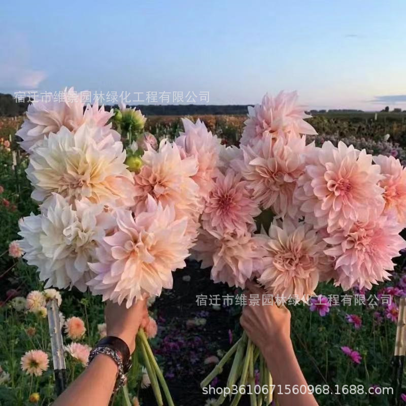 重瓣大丽花种球菊苗力巨型大理地瓜花球根种子籽庭院阳台盆栽地栽