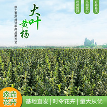 大叶黄杨苗 四季常青耐寒庭院绿篱景观工程冬青 街道绿化大叶黄杨