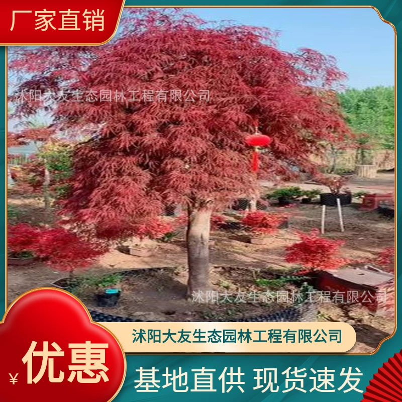 База Оптовая Продажа Саженцы клена с перьями Саженец живописного района Ландшафтный дизайн Дорога Сад Инжиниринг Зеленая рассада