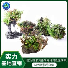 基地批发现货微景观活体水草观赏植物厅堂书房办公室摆件鱼缸台灯