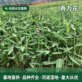 水生植物;其他园林资材