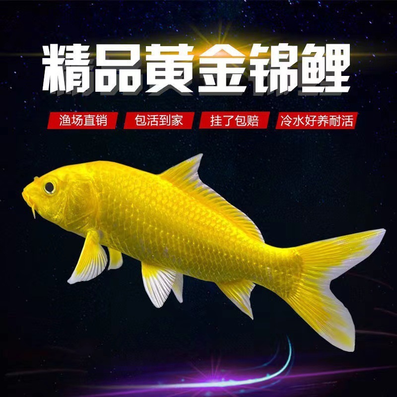 小金魚卸売、活魚、観賞魚、小卸売、鯉、鯉、三色赤白子頭、入門レベルの耐久性のあるヘアエクステンション|undefined