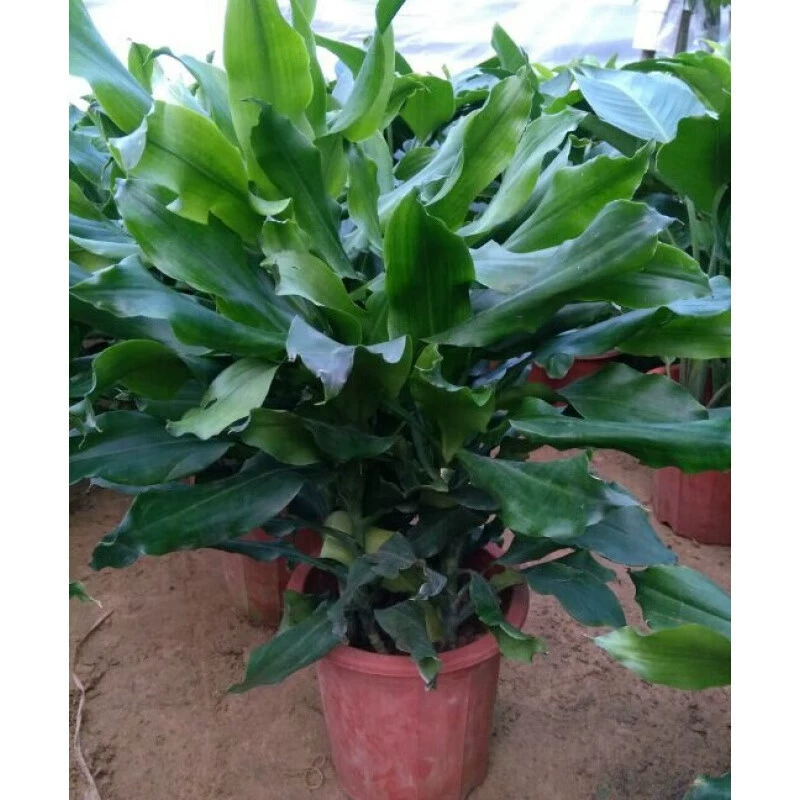 Резьбовое железо в горшках с узором из катаного листового железа для средних и больших помещений для гостиной и офиса, устойчивое к тени растение Four Seasons