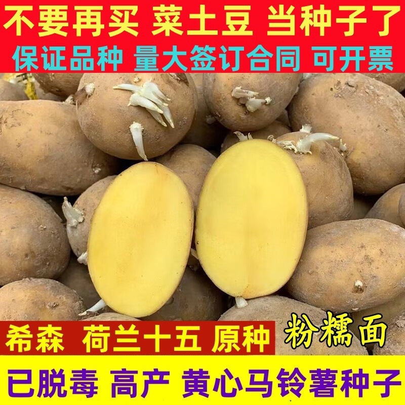 High-Yield, Early-Maturing Potato Seeds for Northern Regions, Suitable for Germination, Dutch No. 15 Yellow-Skinned, Yellow-Fleshed, Detoxified Potatoes, Wholesale