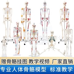 170 cm full-body adult skeleton human model 85 cm human bone model skull teaching spine model