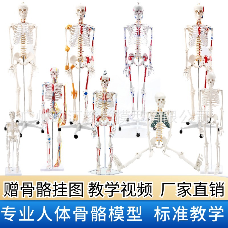 170cm Full Body Adult Skeleton Mannequin 85cm Human Skeleton Model Skeleton Teaching Spine Model