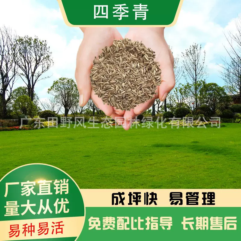 基地批发四季常青草种草籽绿化草坪复绿护坡固土四季青草种子草籽