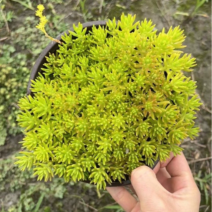 Рассада растение пейзаж озеленение двор рассада оптом