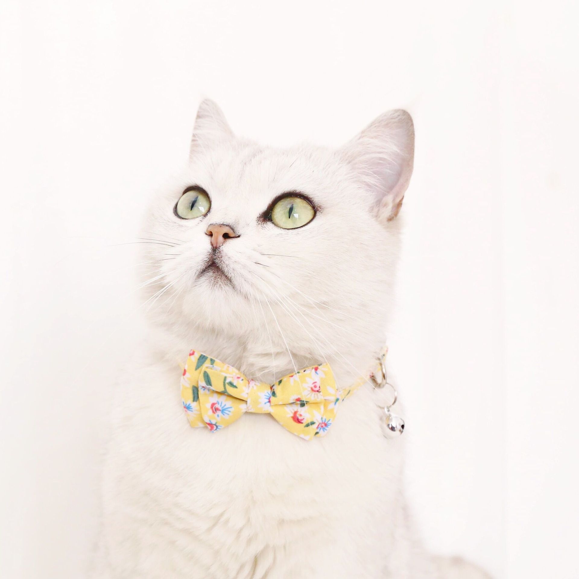 Mascota Arco Margarita Sol Flor Campana Ajustable Gato Perro Collar Collar display picture 4