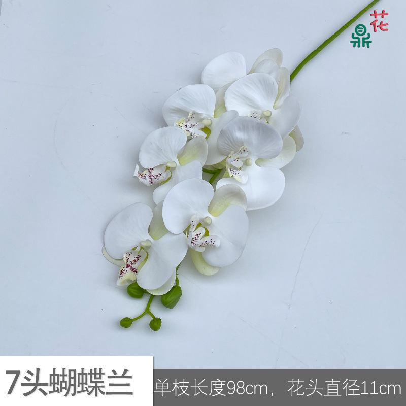 7 phalaenopsis GFG #43 그린 코어 화이트