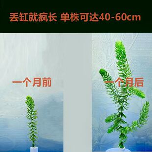 Fish Tank Landscaping, Goldfish, Real Water Plants, Easy to Maintain for Lazy People, Low Temperature Water Purification