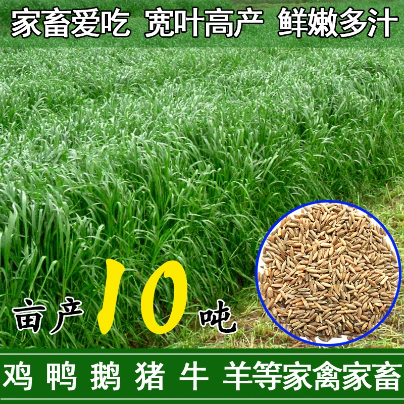 Зимнее пастбище 70 райграсс семеноводство животноводство холодоустойчивость высокоурожайность тетраплоидные широколиственные осенне-зимние кормовые семена