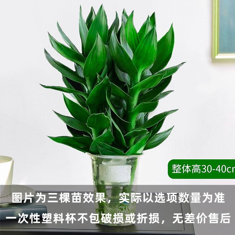 [새로운 수경재배 인기] 뿌리가 있는 관음대나무 3그루(물에 닿으면 살아남음)와 무료 영양액