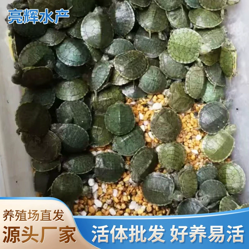 Бразильская черепаха, черепаха для домашних животных, оптовая продажа живых животных, крупные и маленькие черепахи, черепахи-яйца, черепахи, домашние черепахи, оптовая ферма