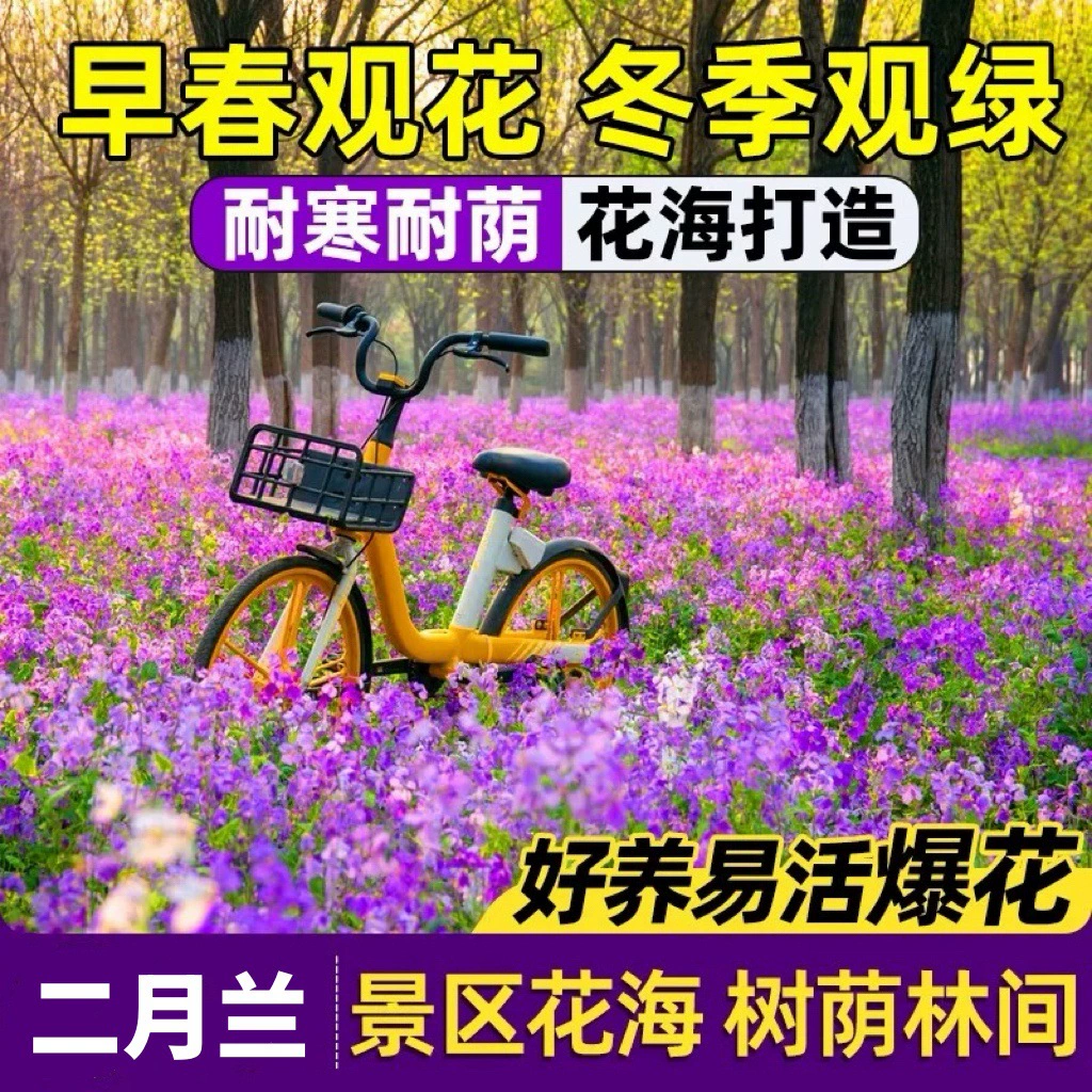 Семена орхидеи февраля, семена капусты, морозостойкие семена ранневесенних цветов, многолетние семена цветов для четырехсезонного ландшафтного озеленения.