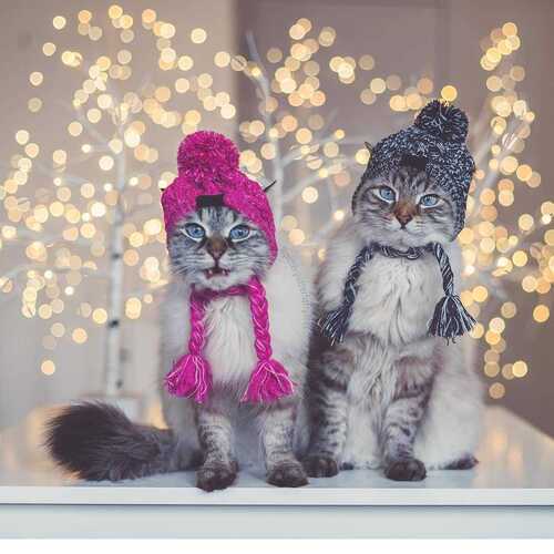 Winter and Autumn Warm Windproof Plush Dog Hat Knitting Ball Dog Head Cover New Hot Sale Pet Hat