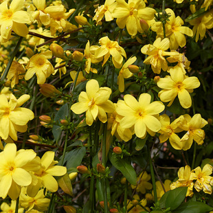 �Sܰ����Sܰӭ����߅�G���B�N�\�����е����@�G���������G��ľ