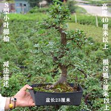 雀梅罗汉松福建茶榆树胡椒木六月雪榕树花卉盆景盆栽绿植室内外
