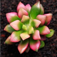 多肉植物盆栽多肉肉组合植物生石花玉摆件露基地花卉直销庭院景观