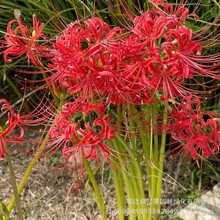 �˰����N������ɳ�A�N�Ӽt���Q�\ʯ���N���̨����ʯ�⻨�N��