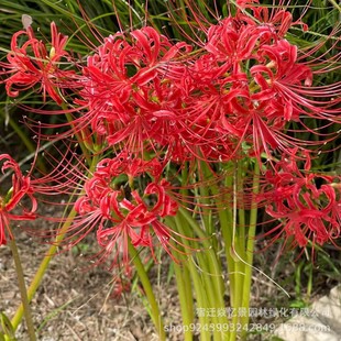 �˰����N������ɳ�A�N�Ӽt���Q�\ʯ���N���̨����ʯ�⻨�N��