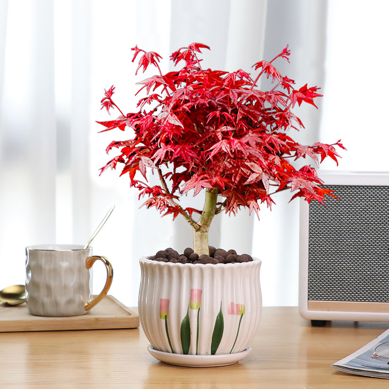 日本红枫陶瓷盆栽绿植四季红火美观红舞姬室内外庭院枫树好养易活