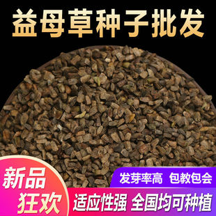 ɢ�b��ĸ�ݷN�����r��ĸ�ݷN���ļ��Nֲș��߀�мt���������w�N��