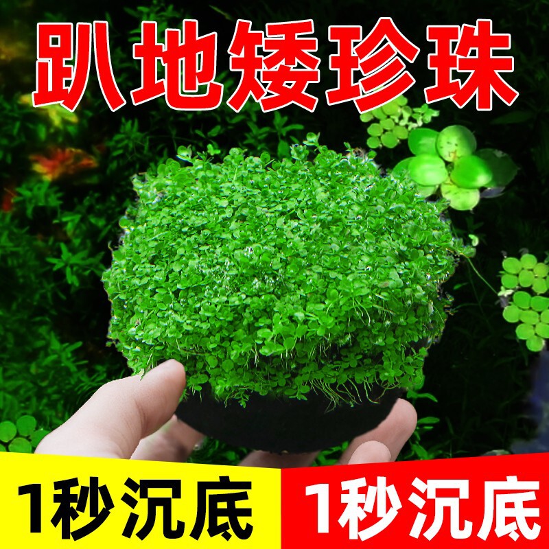 Aquatic Plant Decorations for Fish Tank Landscaping, Moss Plants, Low-Growing Pearl Plants, Oxygen-Enhancing Low-Growing Plants, High-Quality Pearl Plants for Freshwater Aquariums