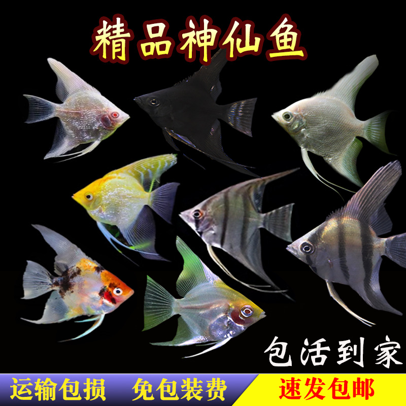 神仙鱼七彩天使鱼秘鲁燕鱼苗热带观赏鱼熊猫云石黑白活体宠物包活