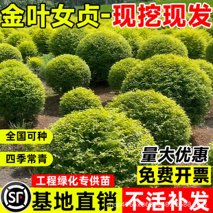 ���~Ůؑ�����С�~Ůؑ��ͥԺ�ͺ��G���L����h�ʠ����̾G��ֲ��