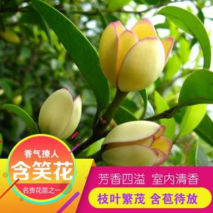 ��Ц������ ������ ���������׻� �ļ�ͥԺֲ���ͺ����� ��Ц����