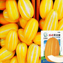 黄金蜜甜瓜种子黄瓤香瓜种籽超甜早熟四季播农家羊角绿宝水果种子